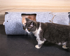 貓隧道：彈性好，抗壓能力強，高溫環(huán)境下環(huán)保無異味